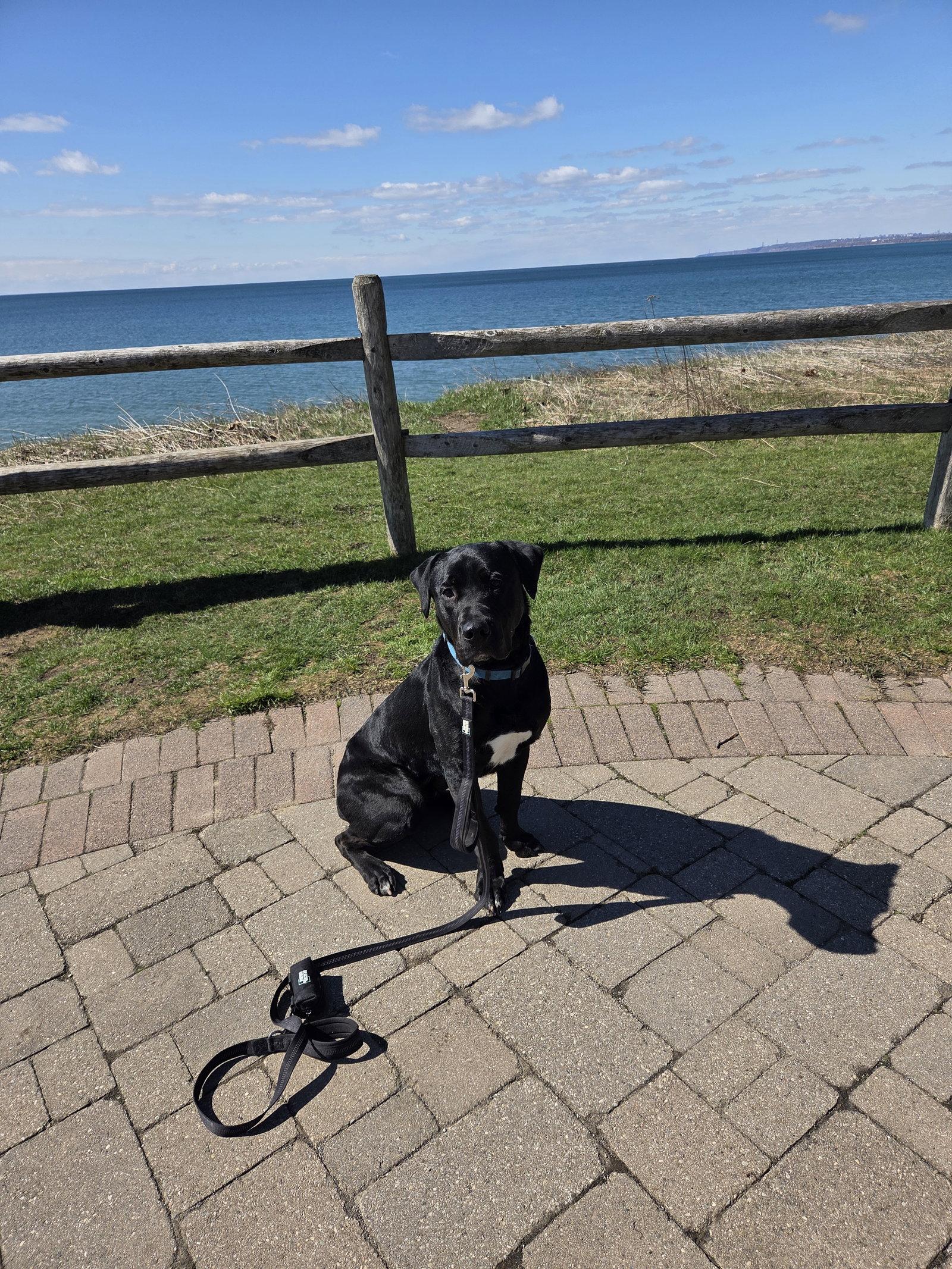 Chance, a Adoptable mixed breed in Etobicoke, ON image 2/3