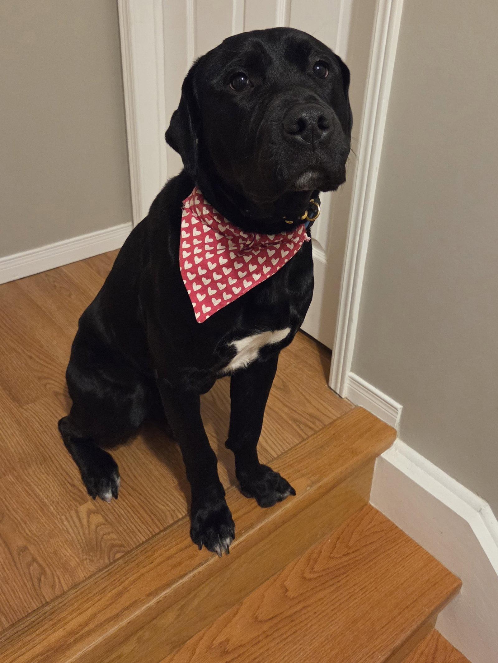 Chance, a Adoptable mixed breed in Etobicoke, ON image 3/3