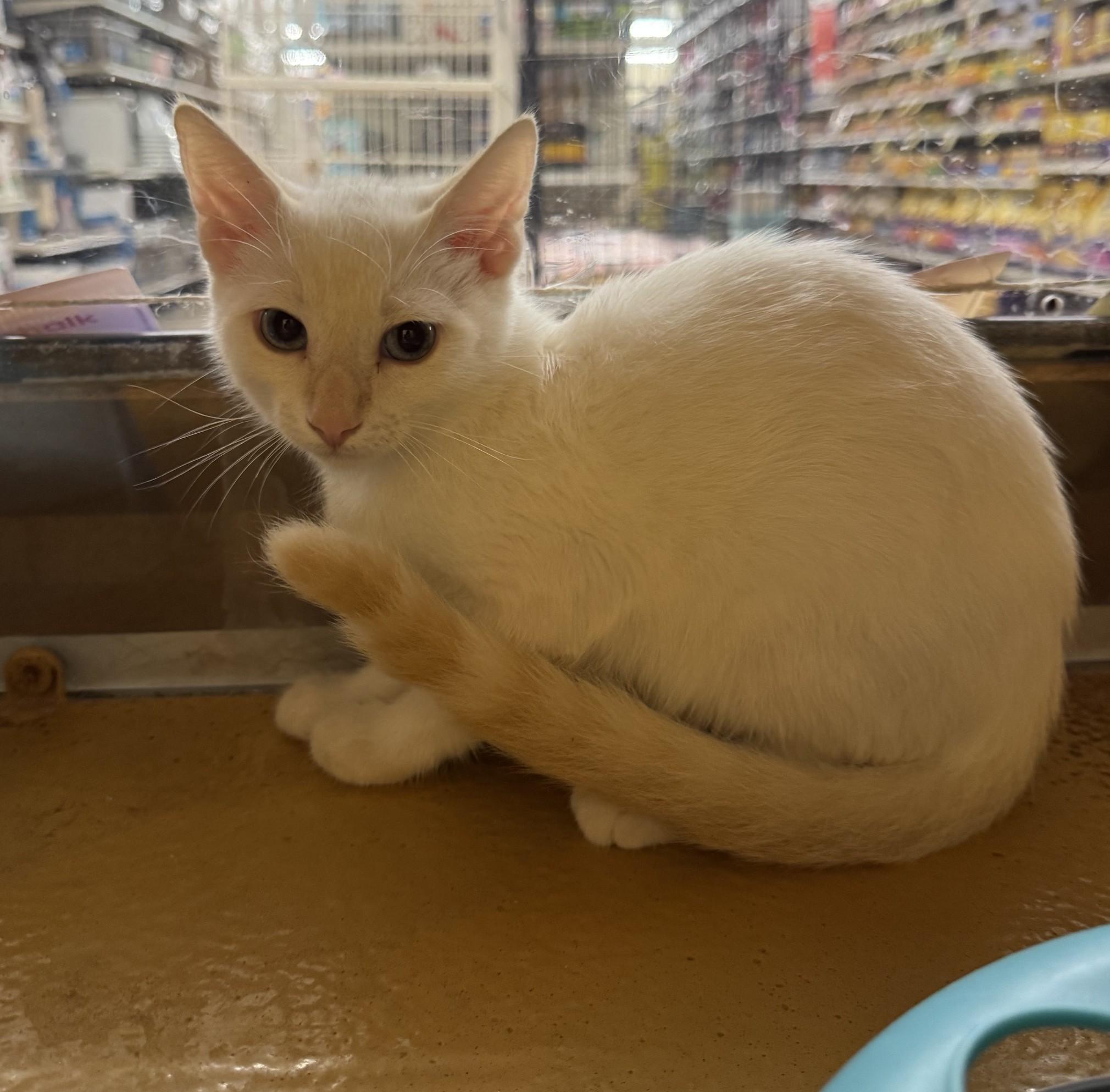Lewis, adopted, Kitten Male Siamese.