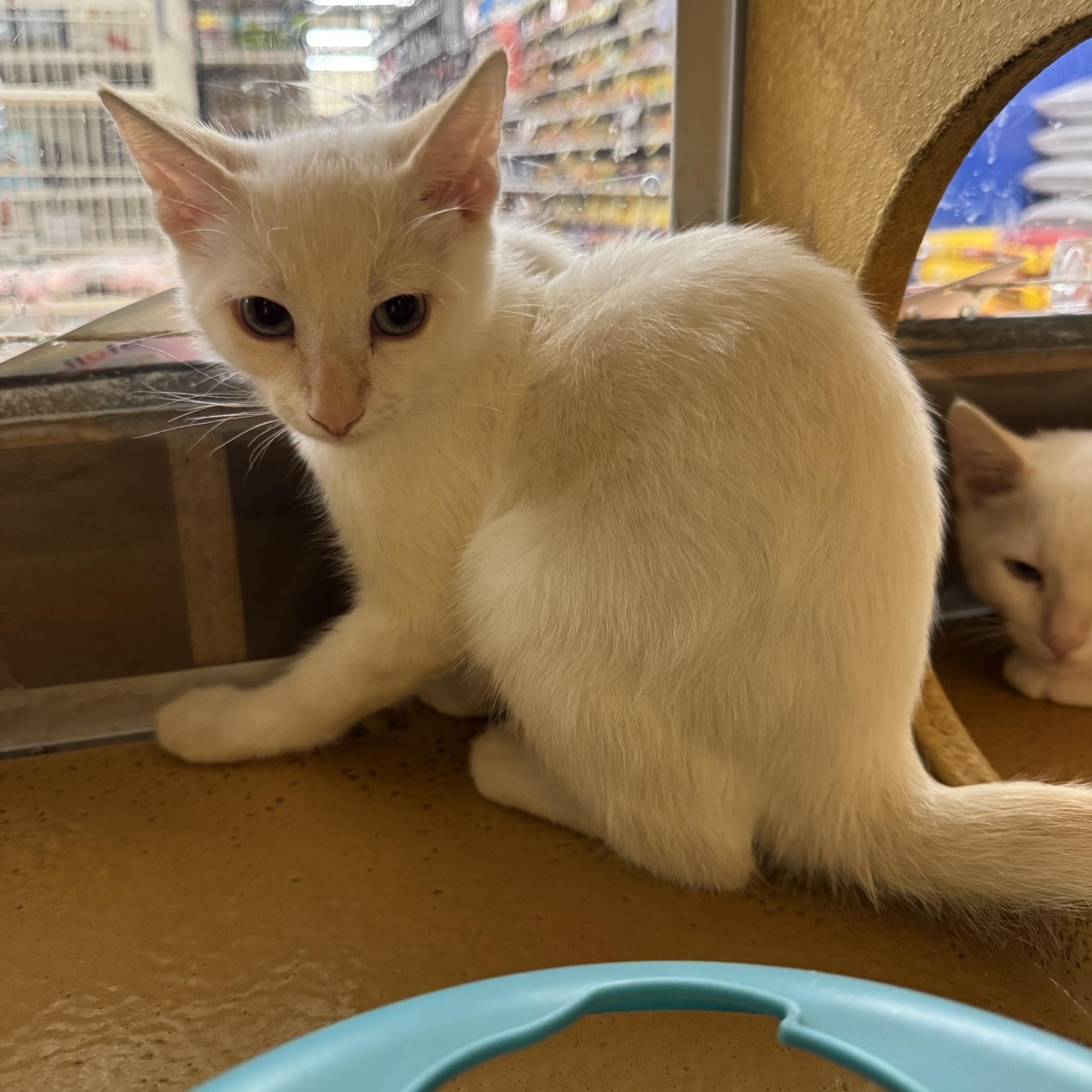 Enlarge Lewis, an adopted mixed breed in Albuquerque, NM image 3/5