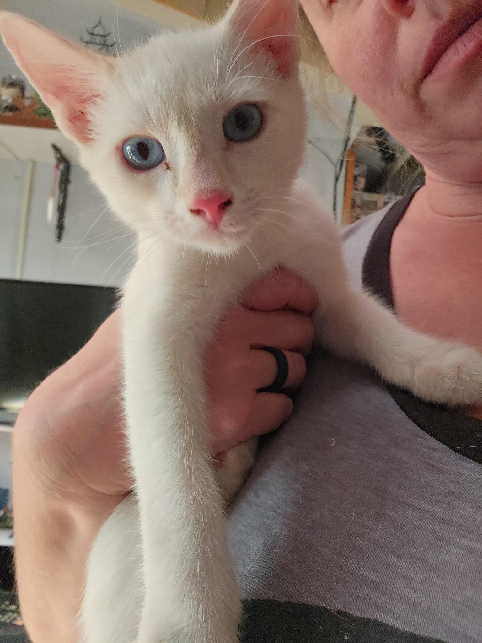 Enlarge Lewis, an adopted mixed breed in Albuquerque, NM image 2/5