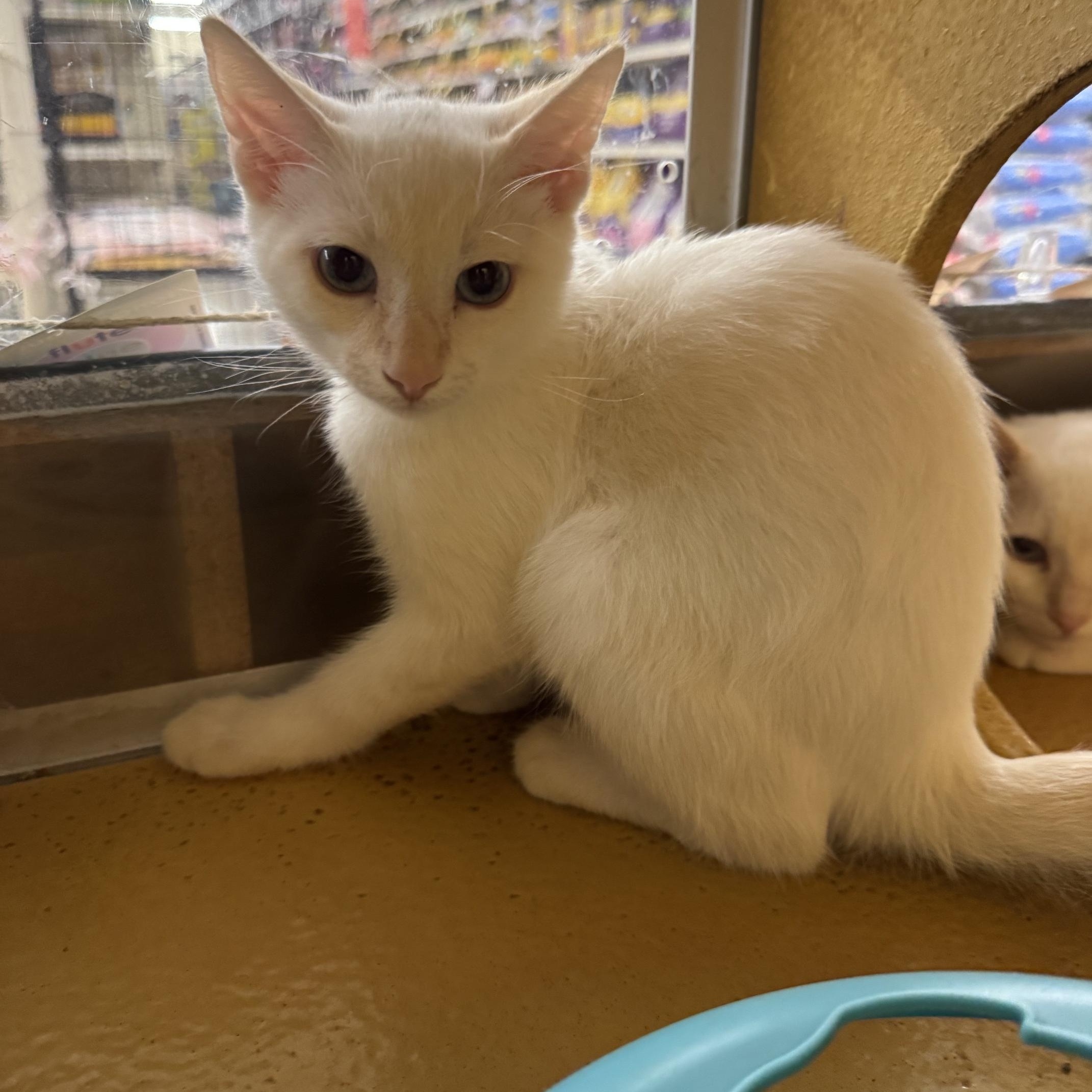 Enlarge Lewis, an adopted mixed breed in Albuquerque, NM image 5/5
