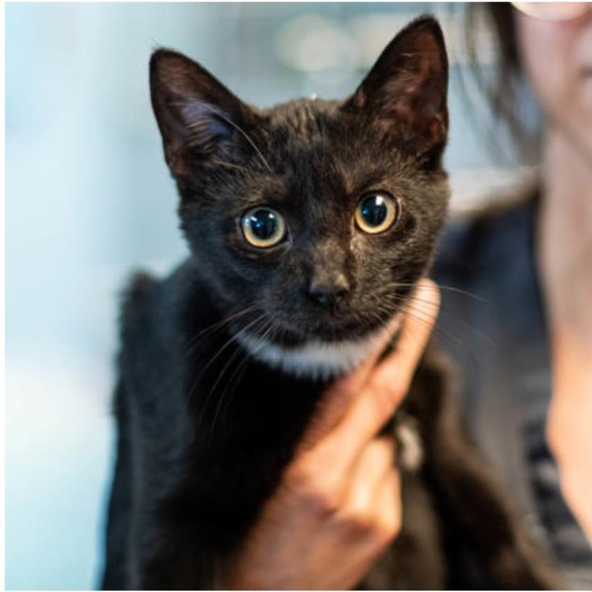 Enlarge Franklin, a Adoptable Domestic Short Hair in Sioux Falls, SD image 1/1