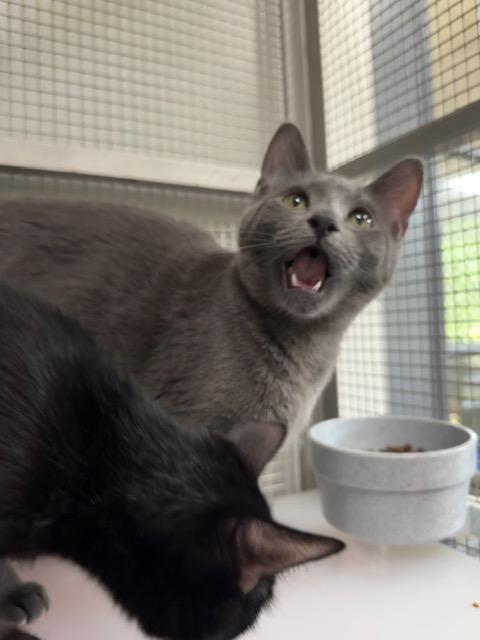 Pumpernickel, ADOPTABLE, Young Female Domestic Short Hair.