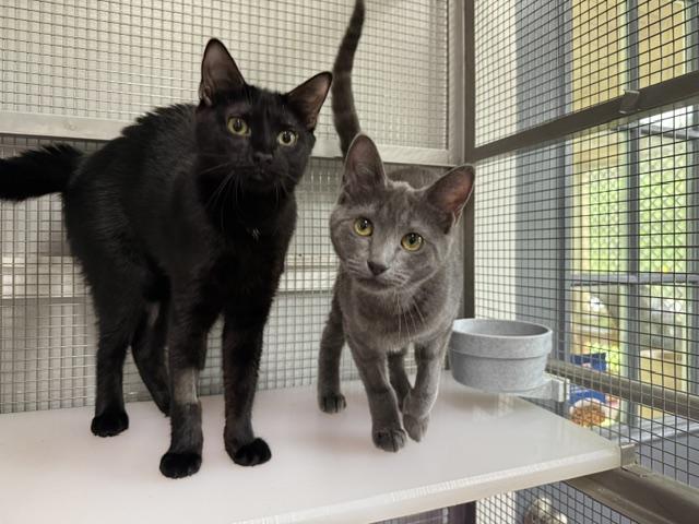 Enlarge Pumpernickel, a ADOPTABLE Domestic Short Hair in Saranac Lake, NY image 2/2