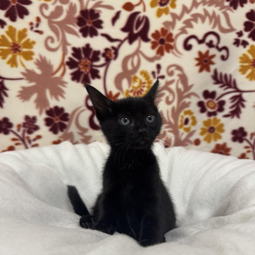 Caddie, Adoptable, Kitten Female Domestic Short Hair.