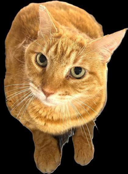 Enlarge Korey Kat- FIV+, a Adoptable Domestic Short Hair in Stanwood, WA image 1/2