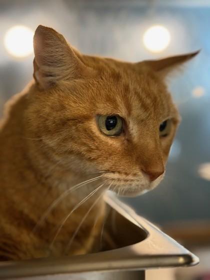 Enlarge Korey Kat- FIV+, a Adoptable Domestic Short Hair in Stanwood, WA image 2/2