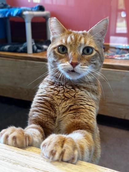Korey Kat- FIV+, Adoptable, Adult Male Domestic Short Hair.