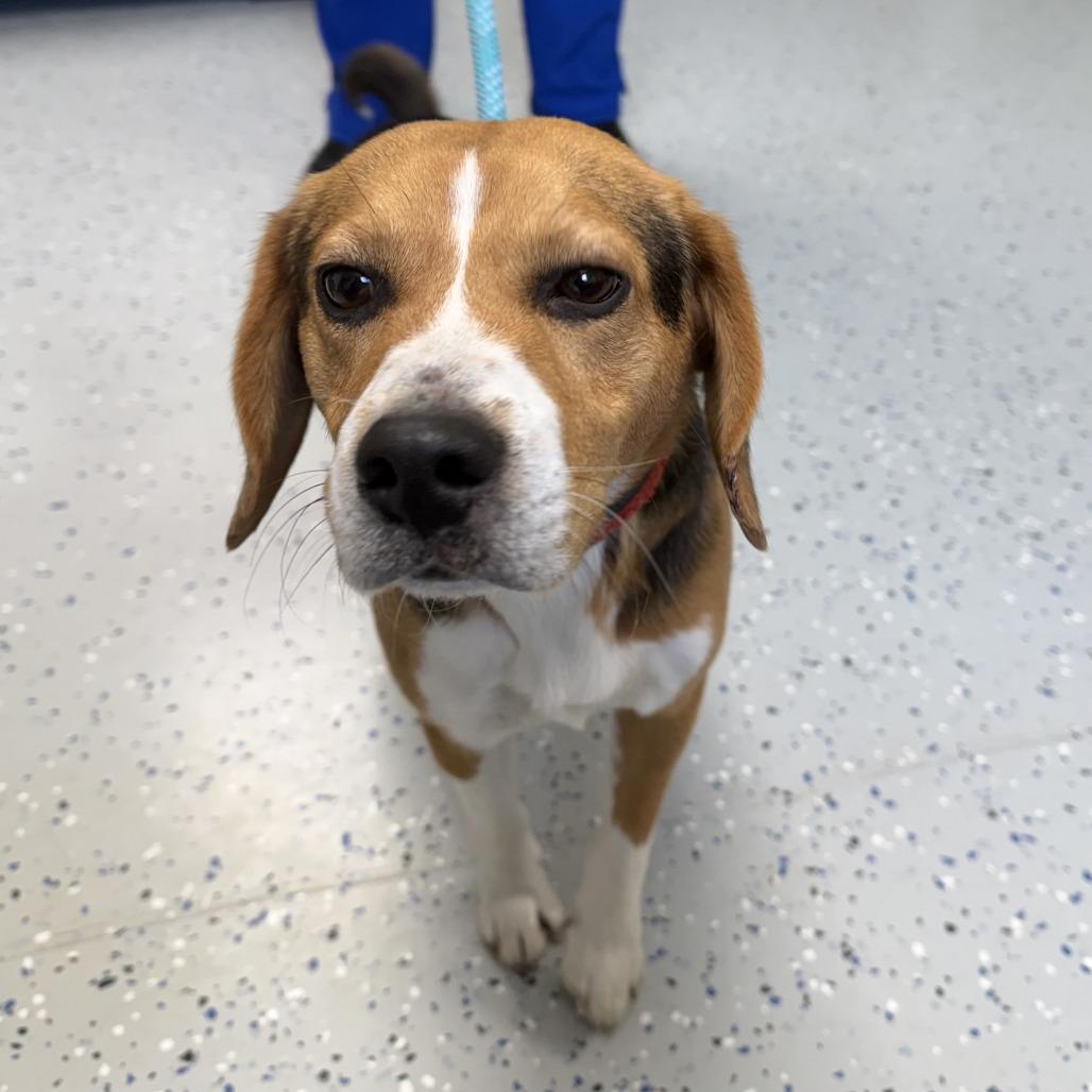 Enlarge Albus, a Adoptable Beagle in Marion, VA image 1/1