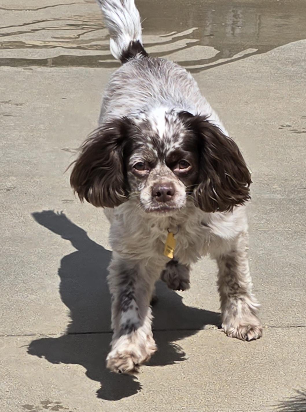 Enlarge Kobe, a ADOPTABLE mixed breed in Terre Haute, IN image 1/4