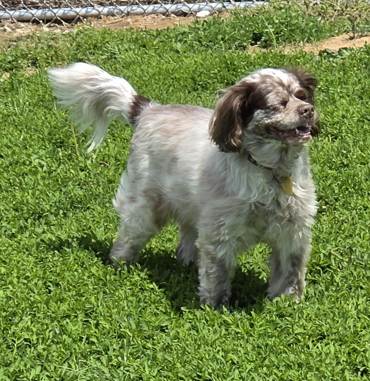 Enlarge Kobe, a ADOPTABLE mixed breed in Terre Haute, IN image 2/4