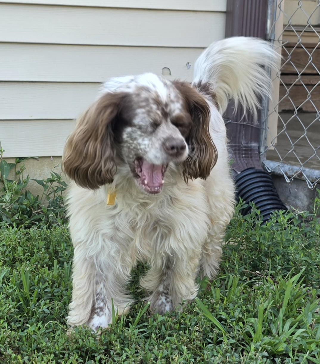 Enlarge Kobe, a ADOPTABLE mixed breed in Terre Haute, IN image 4/6