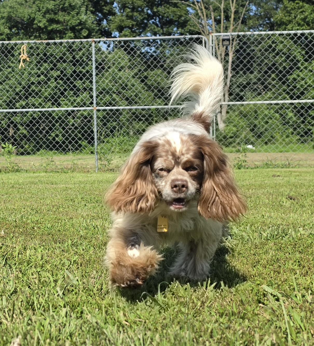 Kobe, ADOPTABLE, Adult Female Cockapoo.