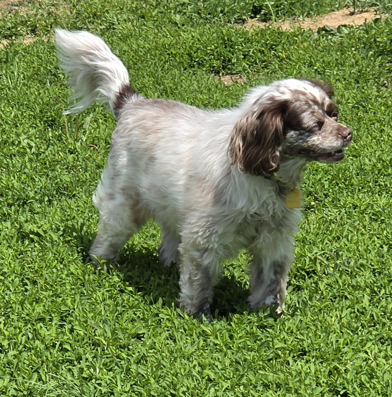 Enlarge Kobe, a ADOPTABLE mixed breed in Terre Haute, IN image 4/4
