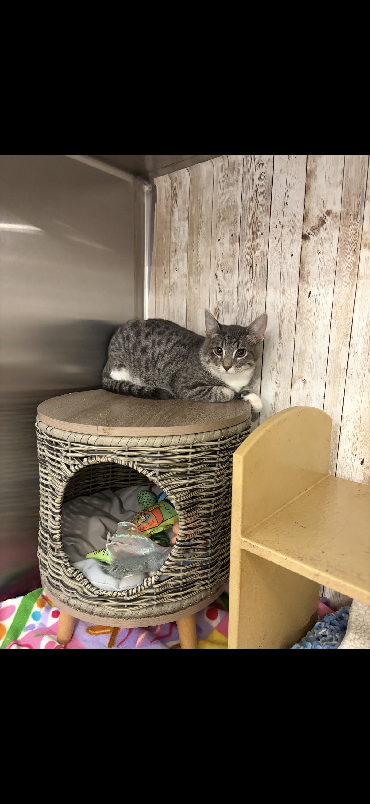 Enlarge Quince, a ADOPTABLE mixed breed in Omaha, NE image 5/5