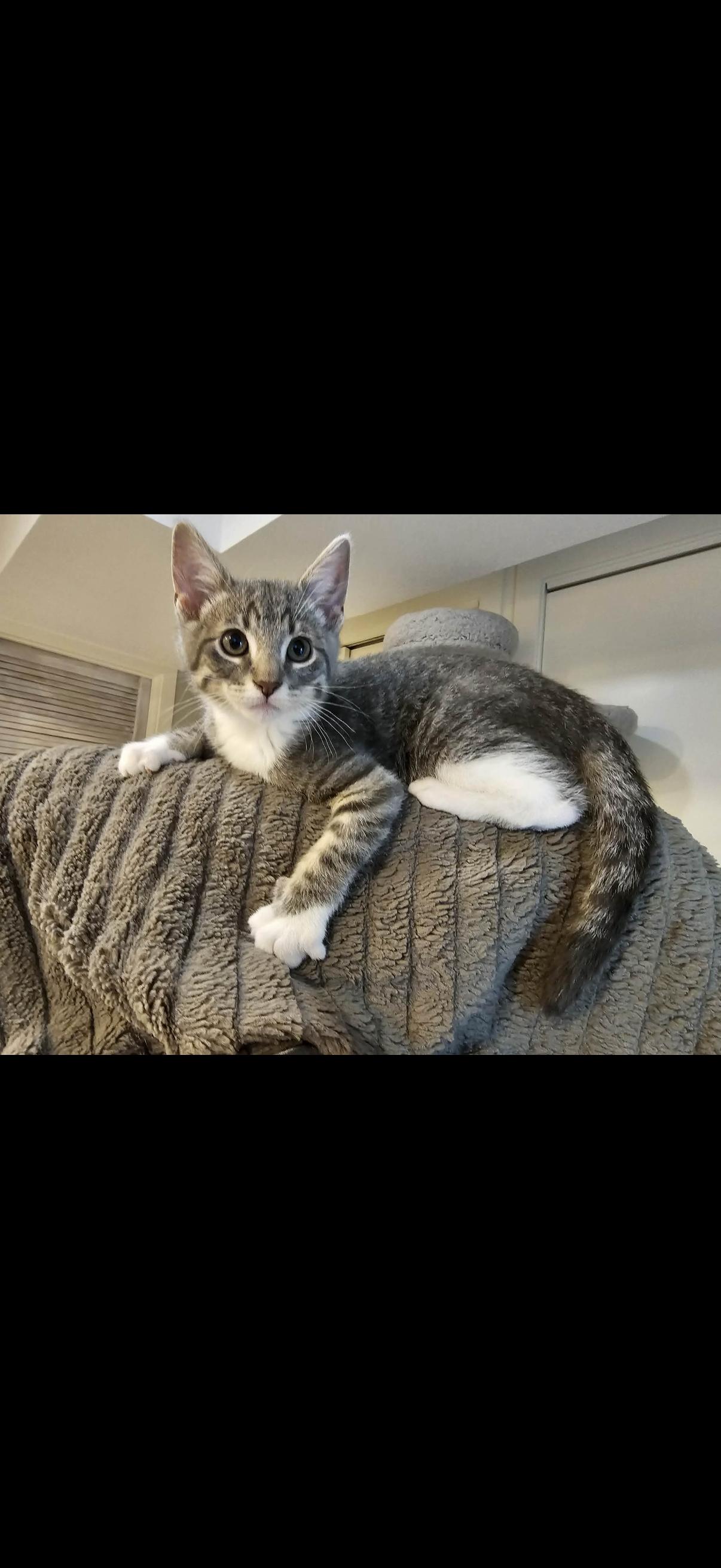 Enlarge Quince, a ADOPTABLE mixed breed in Omaha, NE image 1/4
