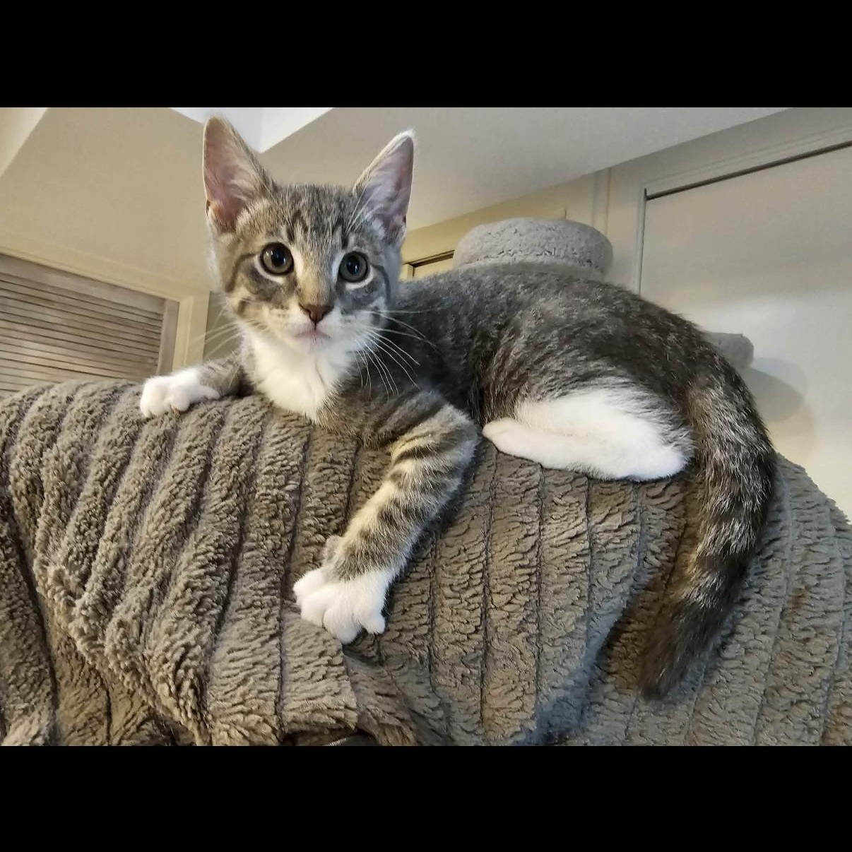 Enlarge Quince, a ADOPTABLE mixed breed in Omaha, NE image 1/5