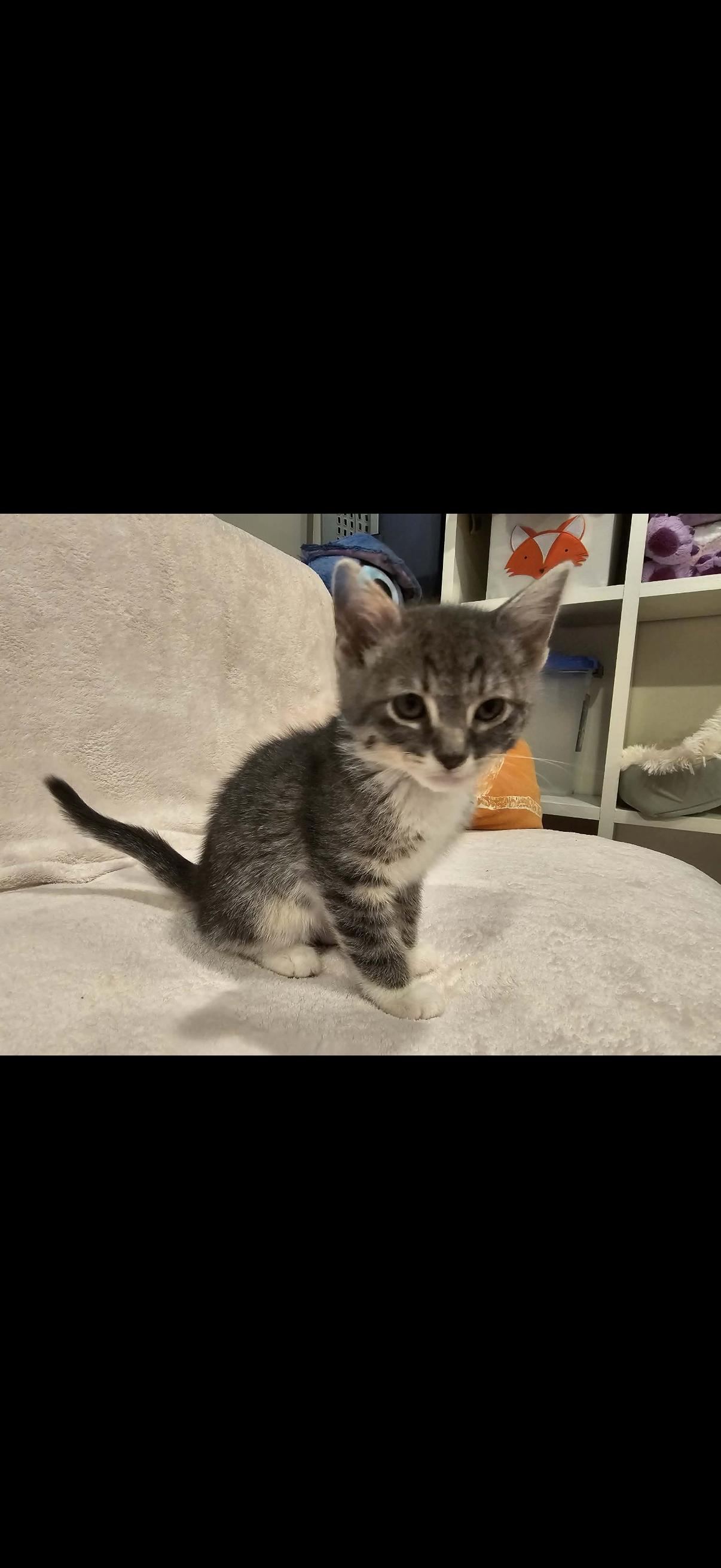 Enlarge Quince, a ADOPTABLE mixed breed in Omaha, NE image 4/4