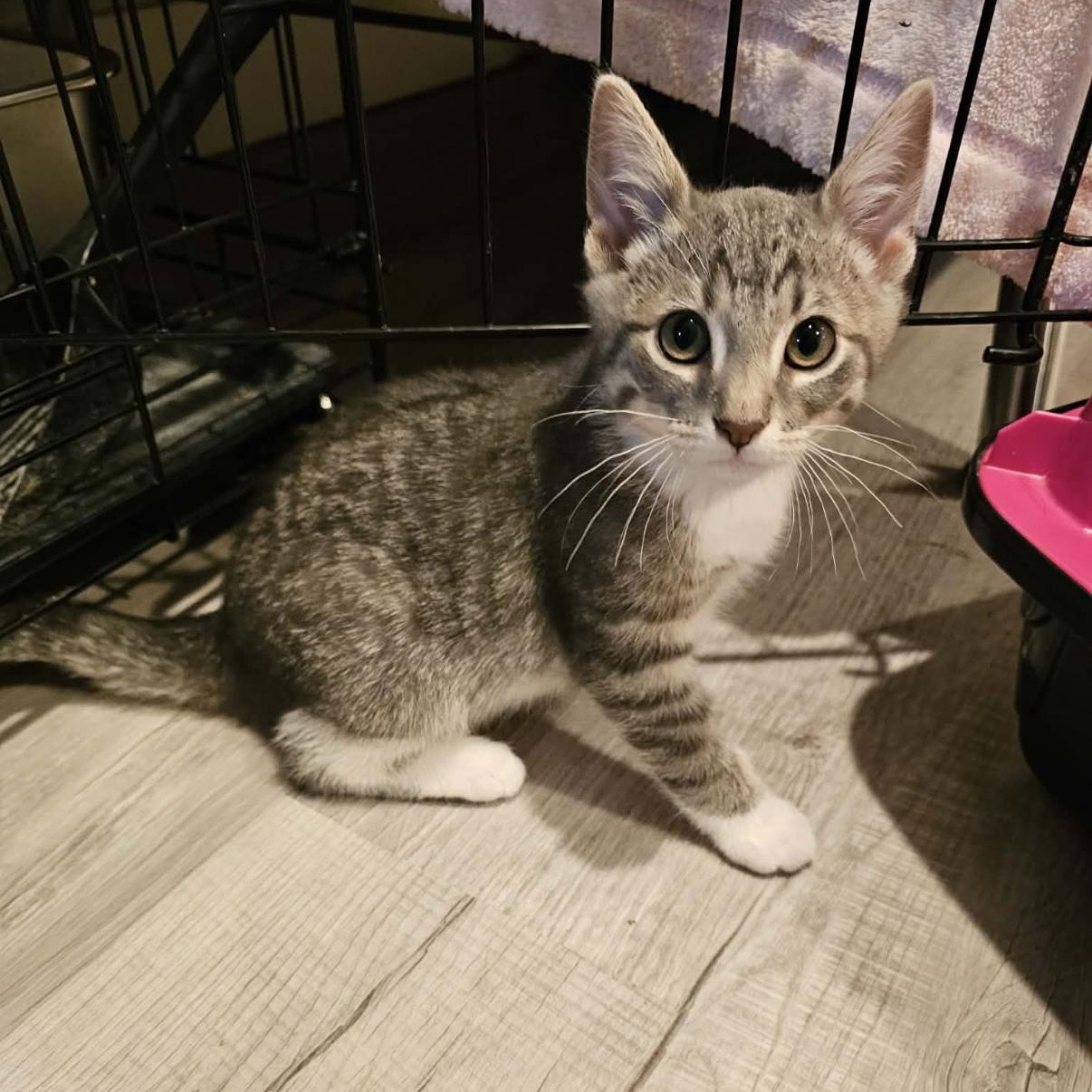 Enlarge Quince, a ADOPTABLE mixed breed in Omaha, NE image 2/5