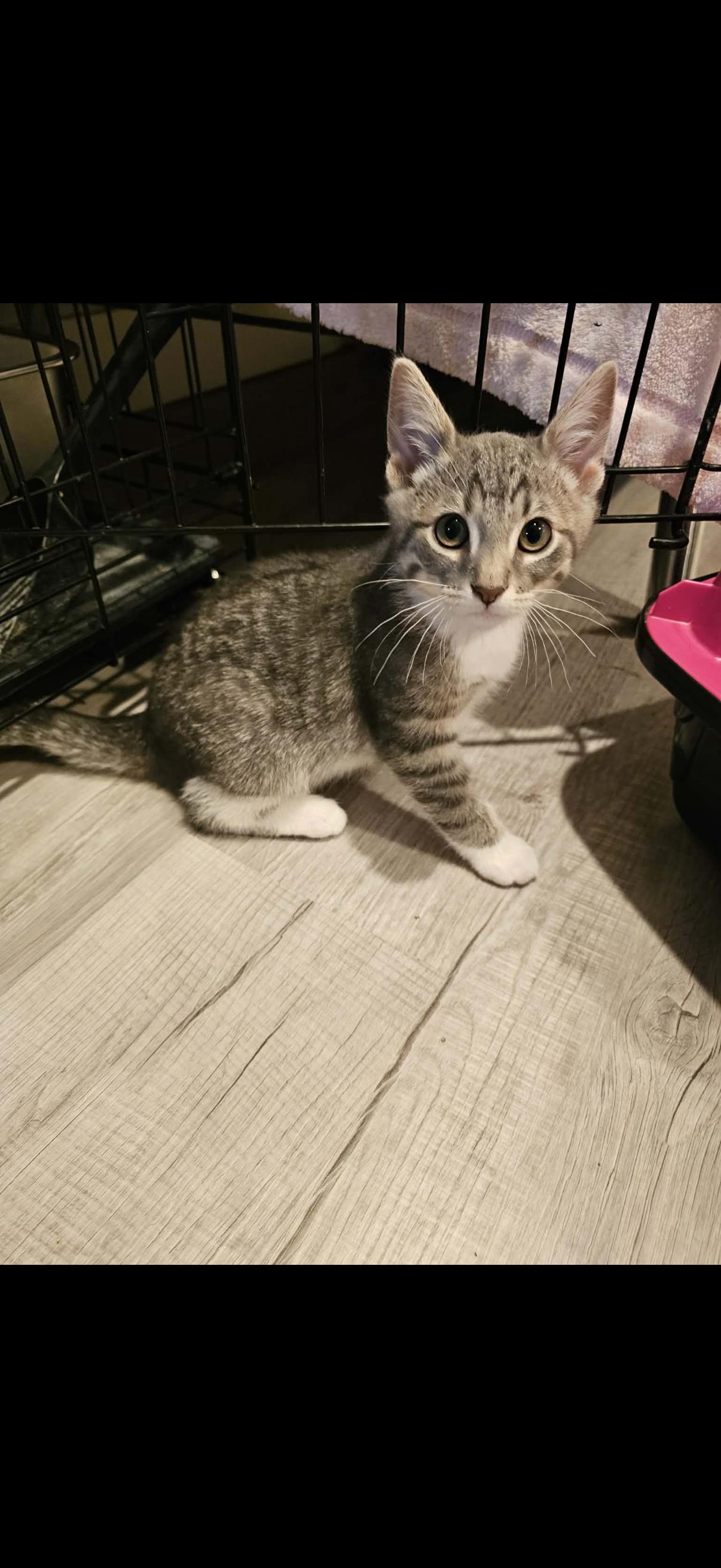 Enlarge Quince, a ADOPTABLE mixed breed in Omaha, NE image 2/4