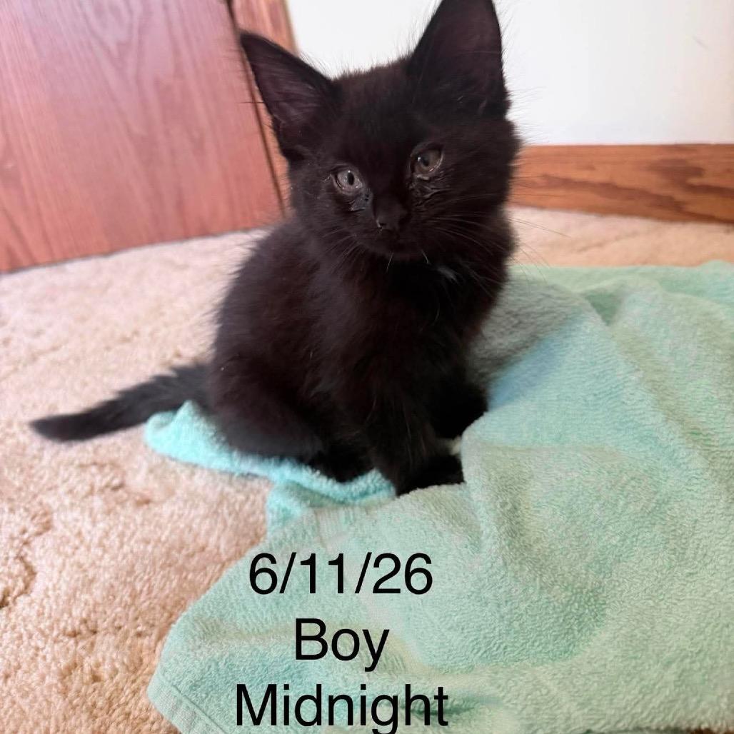 Enlarge Midnightt C12230, a Adoptable Domestic Short Hair in Princeton, MN image 1/1