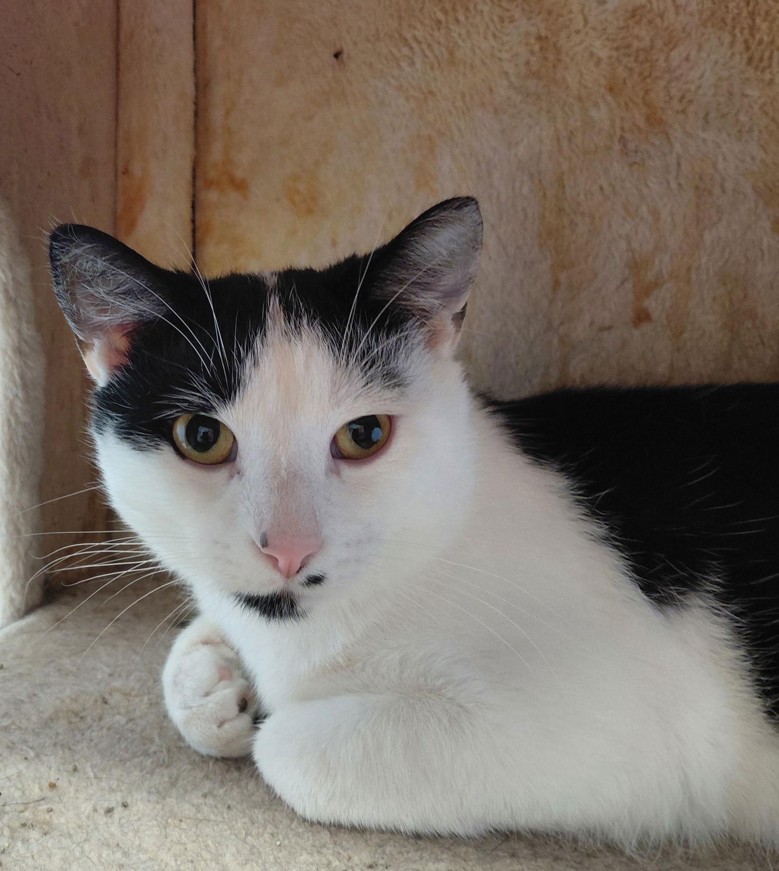 Filbert @ The Cat's Brew, Adoptable, Adult Male Domestic Short Hair.
