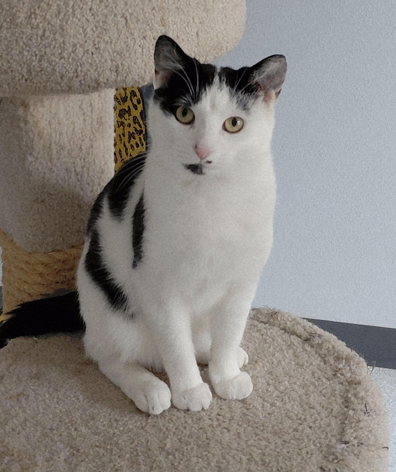 Filbert @ The Cat's Brew, a Adoptable Domestic Short Hair in Montello, WI image 2/2