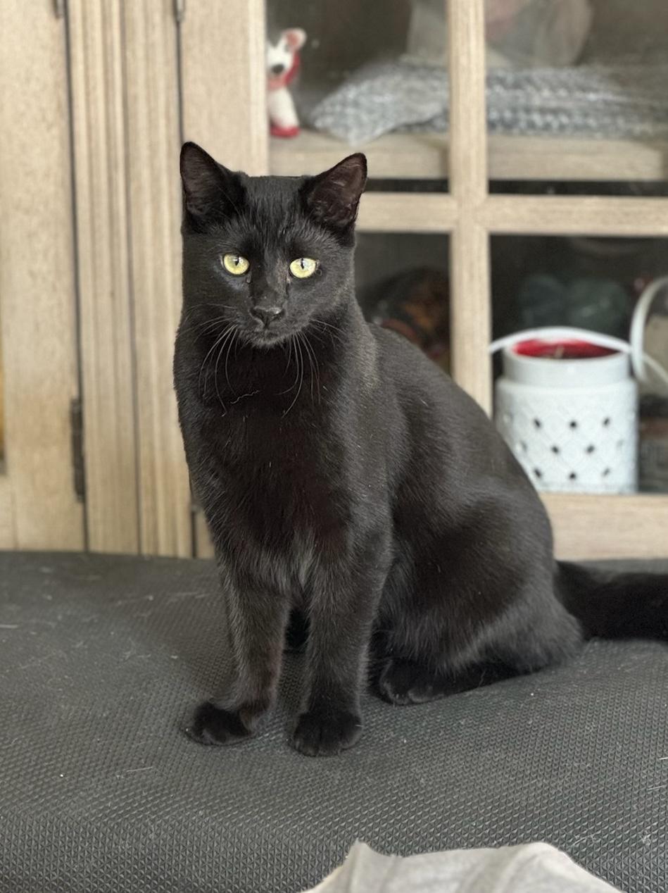 Panther, a Adoptable Domestic Short Hair in Costa Mesa, CA image 1/3