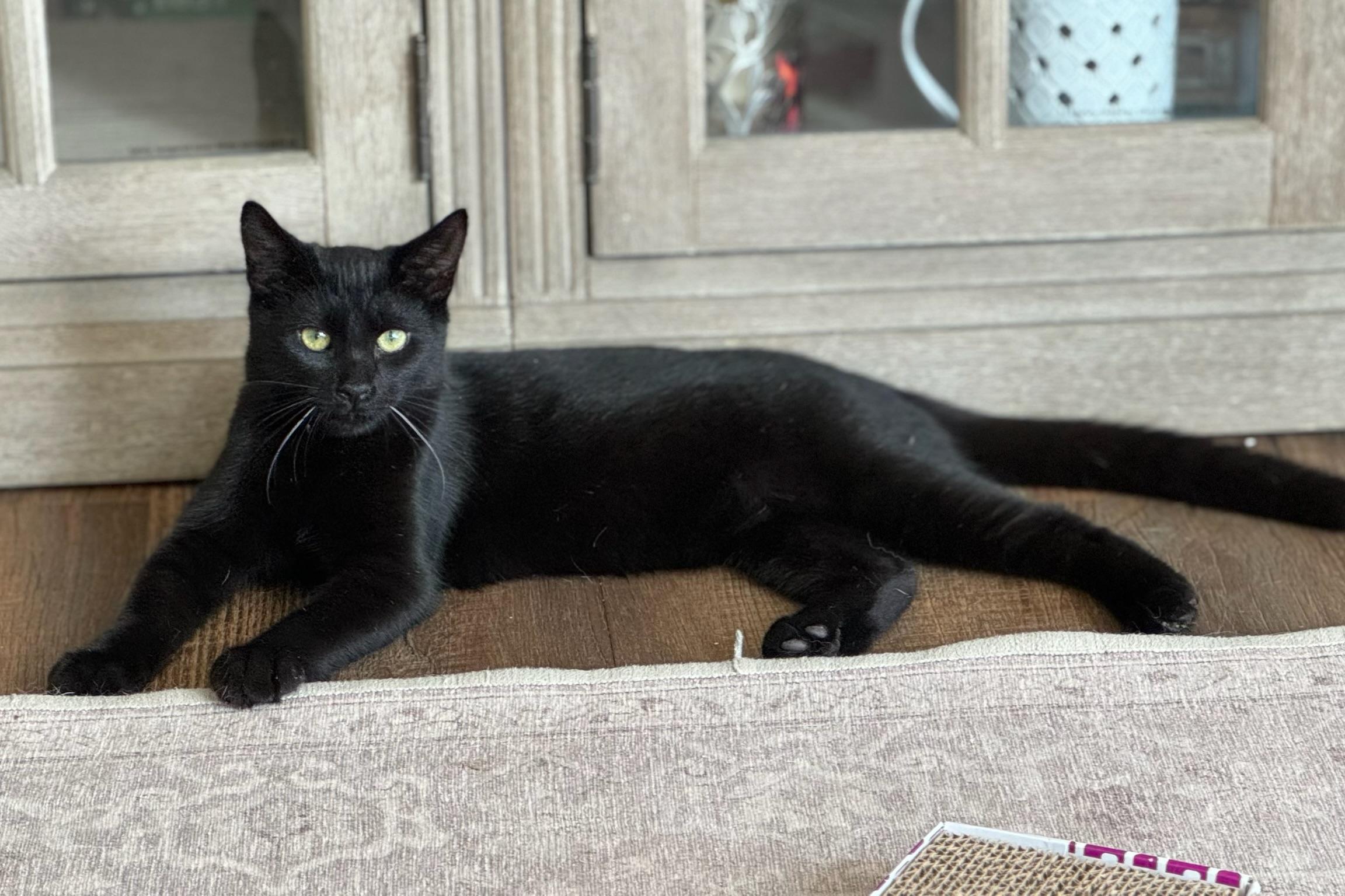Panther, a Adoptable Domestic Short Hair in Costa Mesa, CA image 2/3