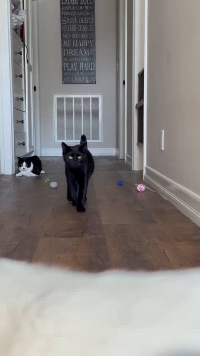 Enlarge Panther, a Adoptable Domestic Short Hair in Costa Mesa, CA video 3/3