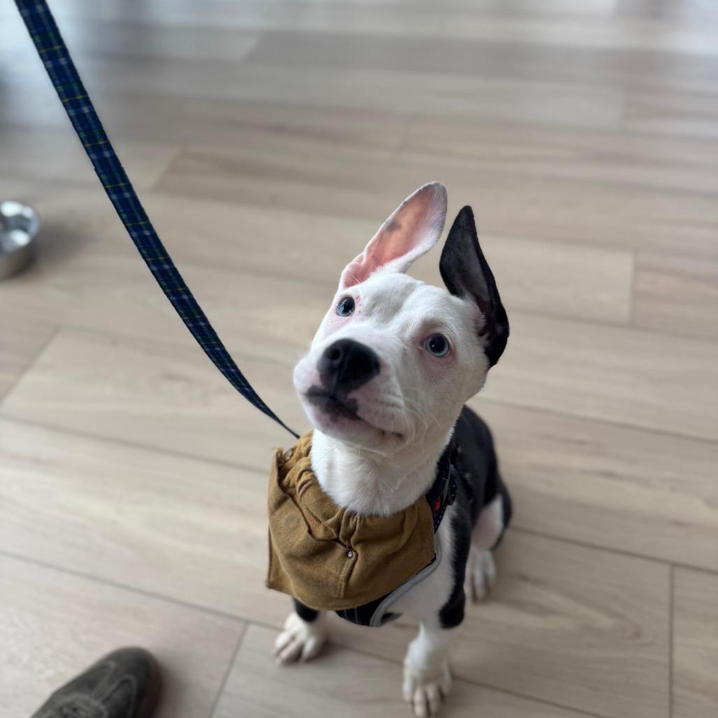 Enlarge Ezra, a Adoptable Pit Bull Terrier in Northville, MI image 1/6