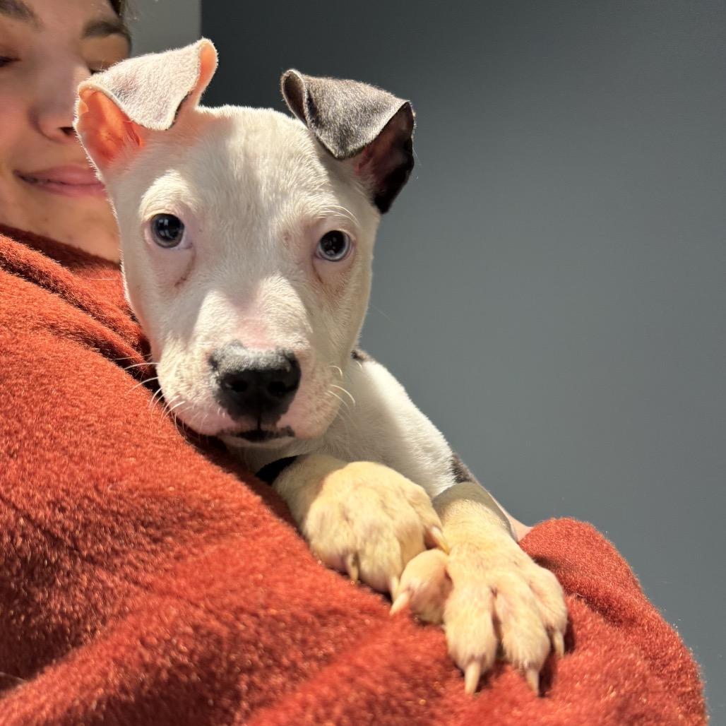 Enlarge Ezra, a Adoptable Pit Bull Terrier in Northville, MI image 1/2