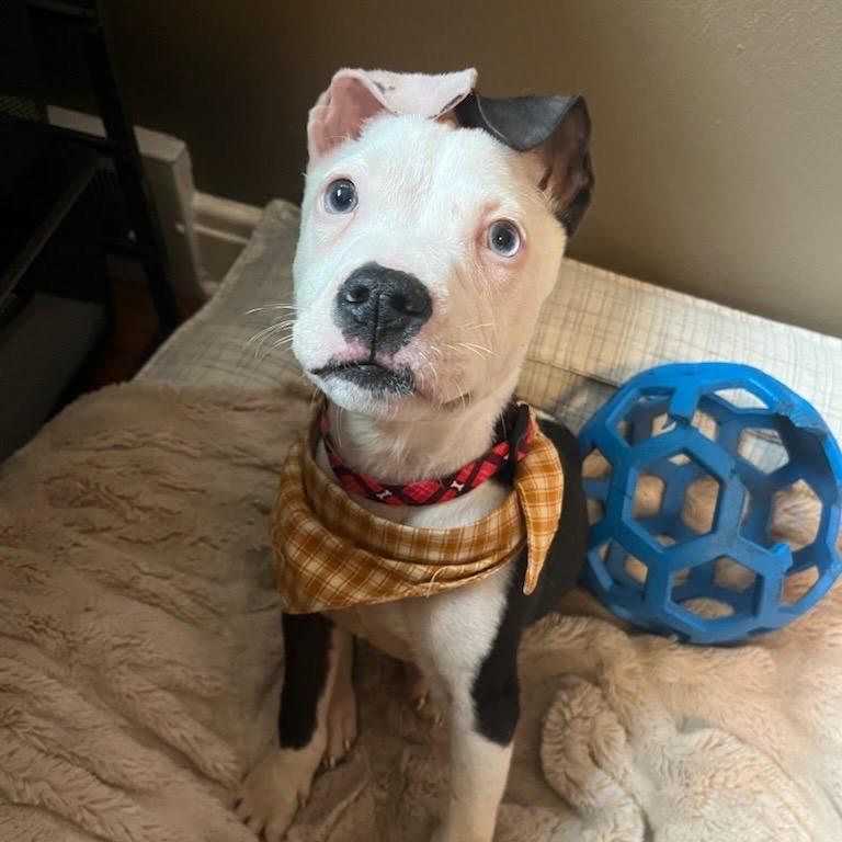 Enlarge Ezra, a Adoptable Pit Bull Terrier in Northville, MI image 2/6