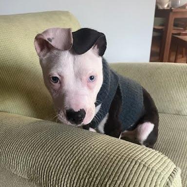 Enlarge Ezra, a Adoptable Pit Bull Terrier in Northville, MI image 3/6