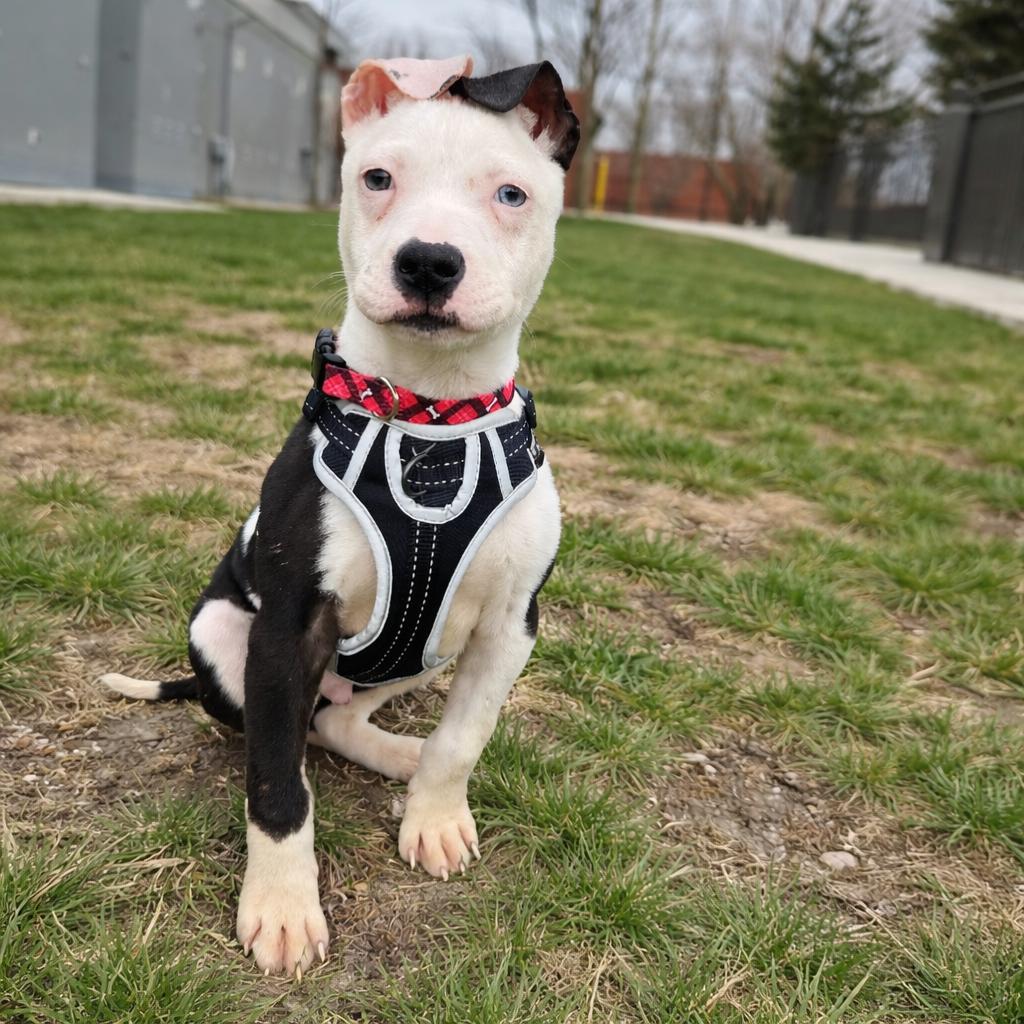 Enlarge Ezra, a Adoptable Pit Bull Terrier in Northville, MI image 2/2