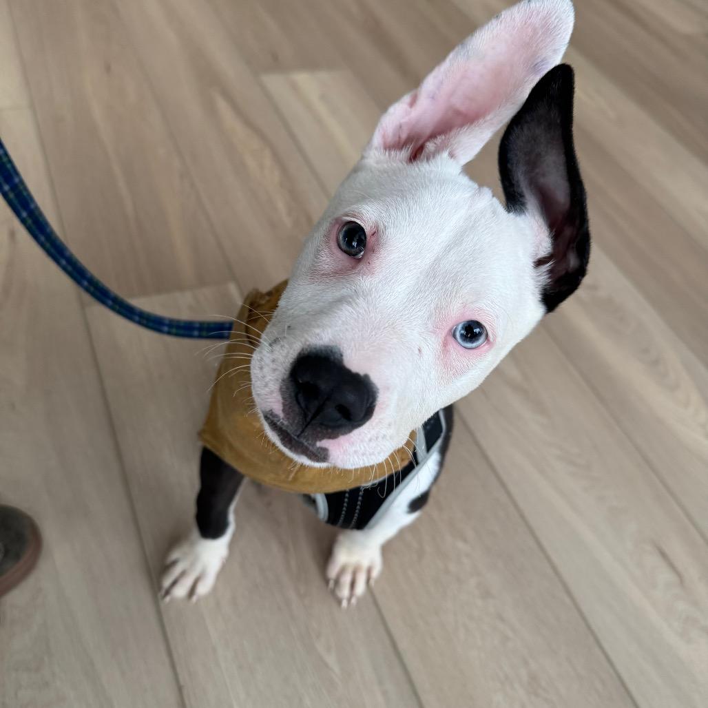 Enlarge Ezra, a Adoptable Pit Bull Terrier in Northville, MI image 5/6