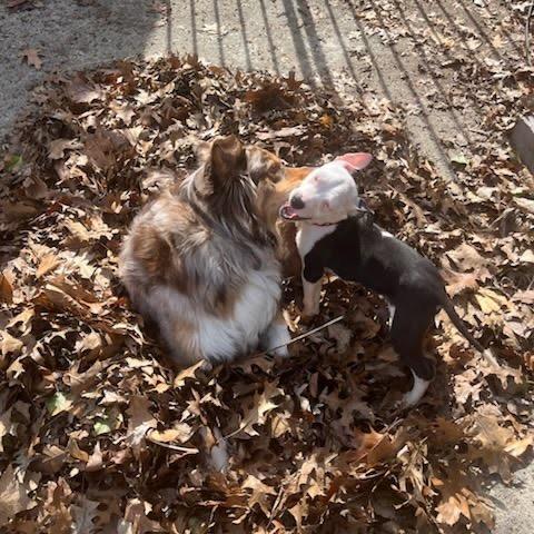 Enlarge Ezra, a Adoptable Pit Bull Terrier in Northville, MI image 6/6