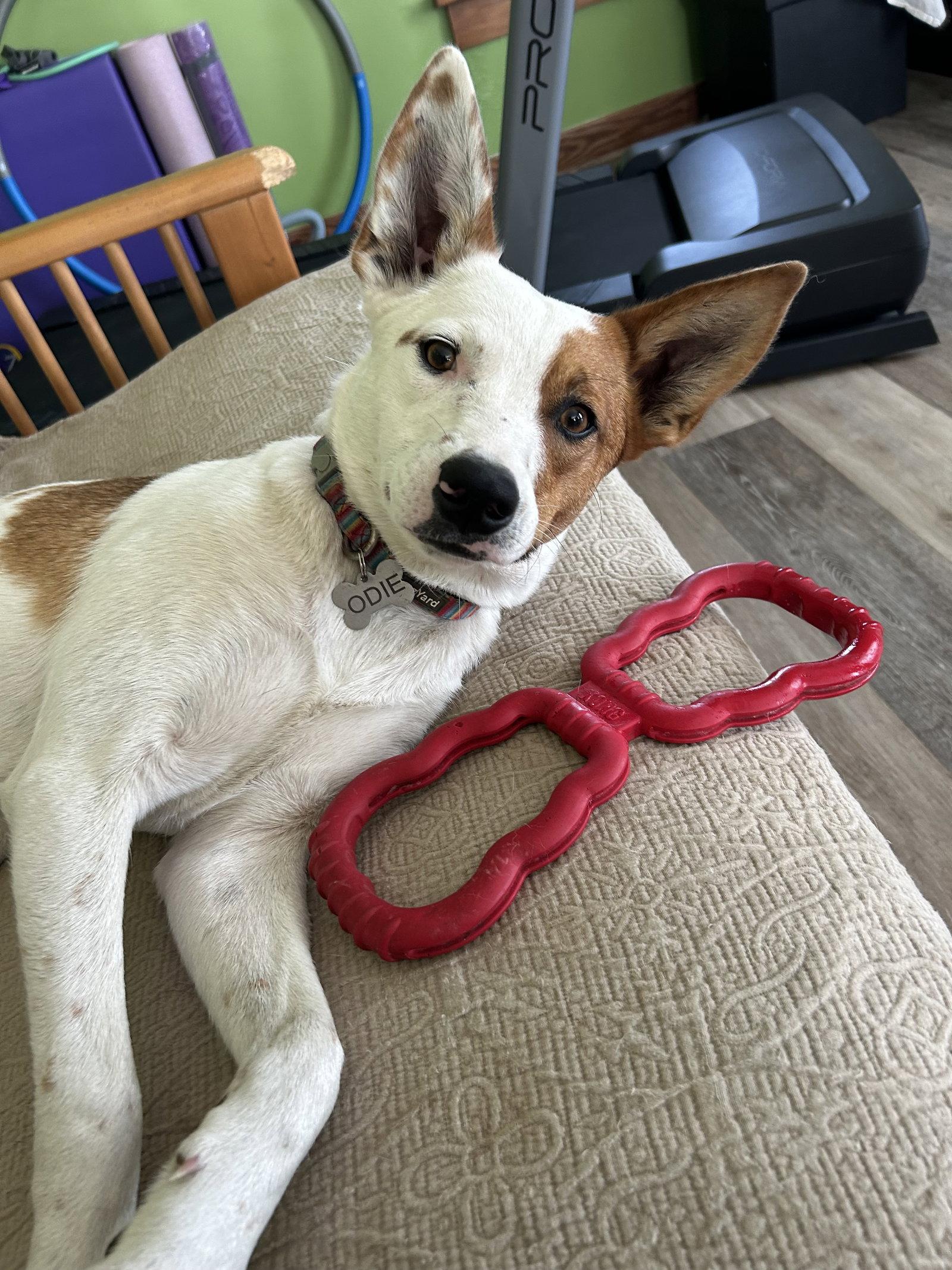 Enlarge Roscoe, a Adoptable Australian Cattle Dog / Blue Heeler in Estherville, IA image 1/3