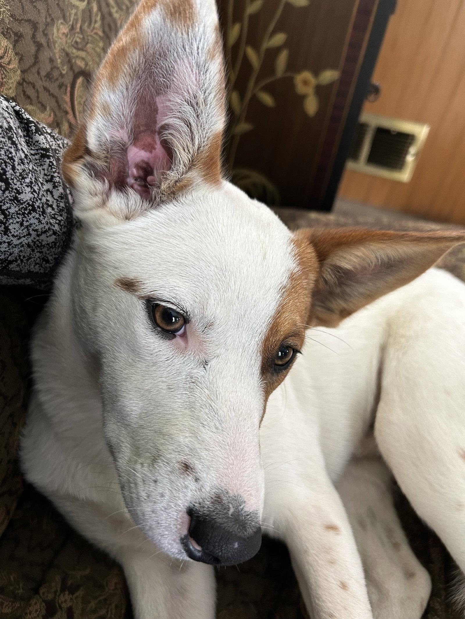 Enlarge Roscoe, a Adoptable Australian Cattle Dog / Blue Heeler in Estherville, IA image 2/3