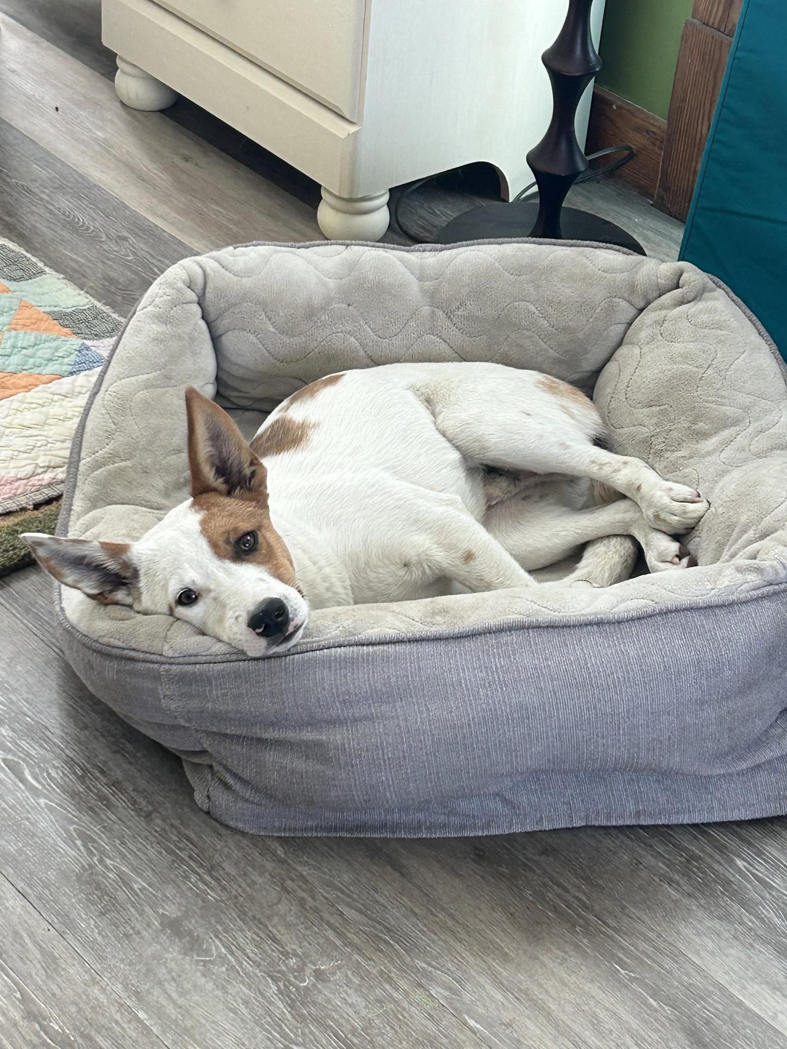 Enlarge Roscoe, a Adoptable Australian Cattle Dog / Blue Heeler in Estherville, IA image 3/3