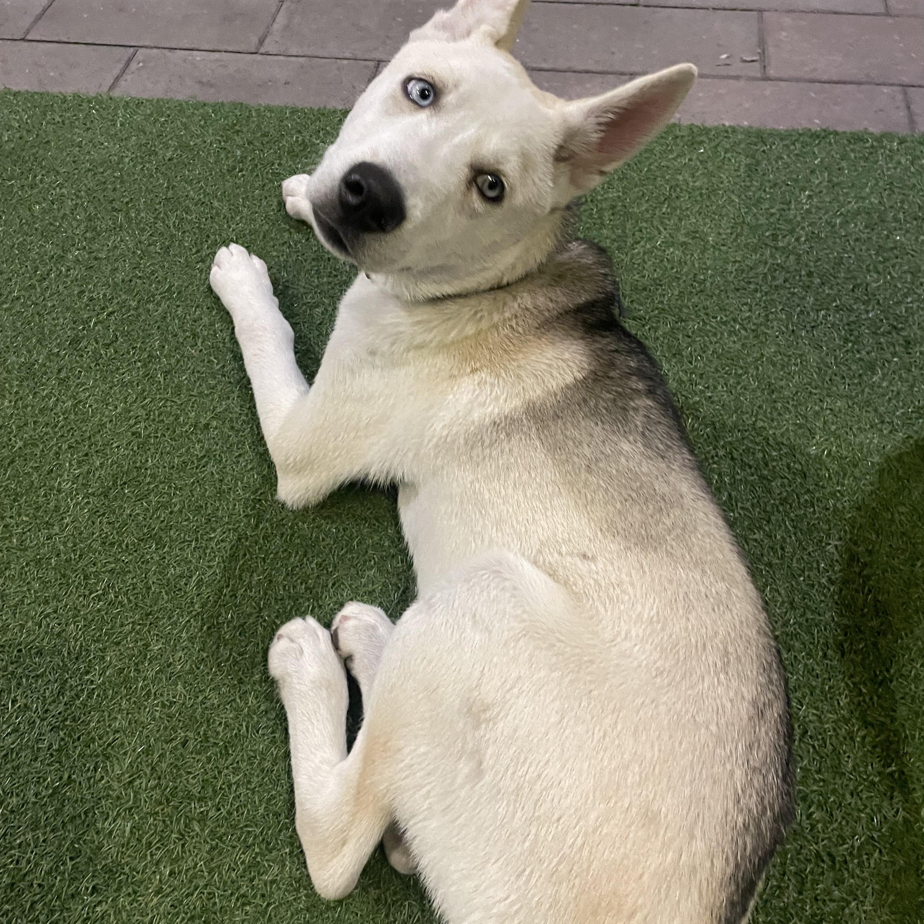 Enlarge Arrow, a Adopted mixed breed in Los Angeles, CA image 5/5