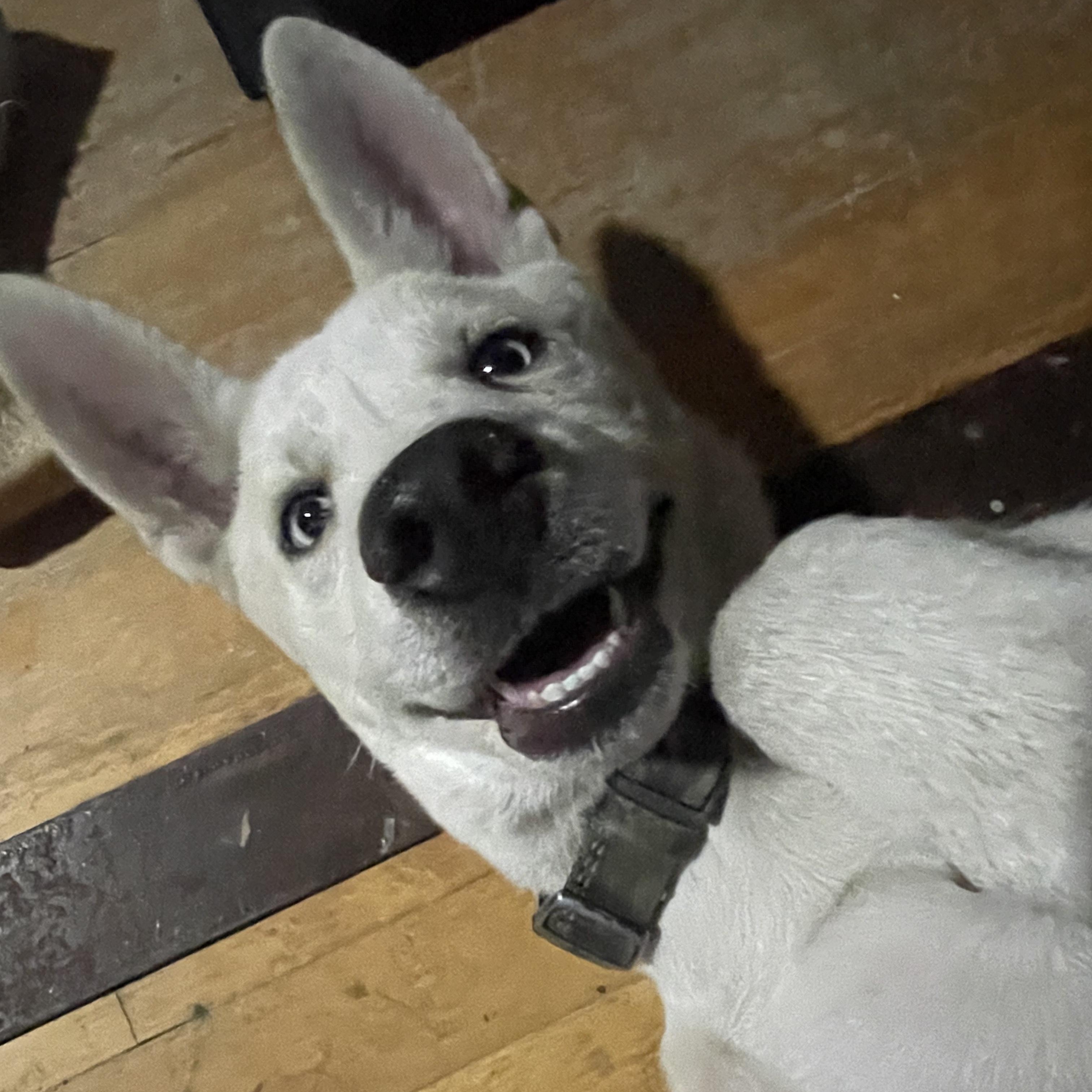 Arrow, Adopted, Young Male Husky.