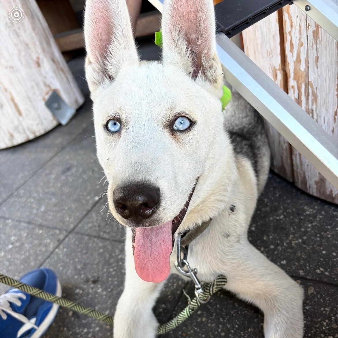 Enlarge Arrow, a Adopted mixed breed in Los Angeles, CA image 3/5