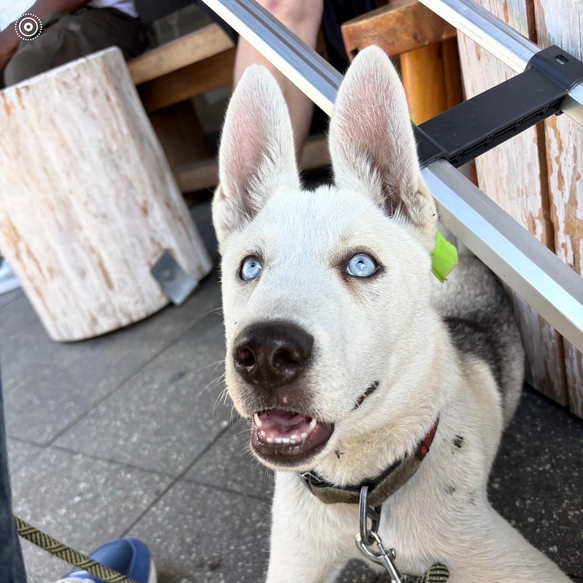 Enlarge Arrow, a Adopted mixed breed in Los Angeles, CA image 4/5
