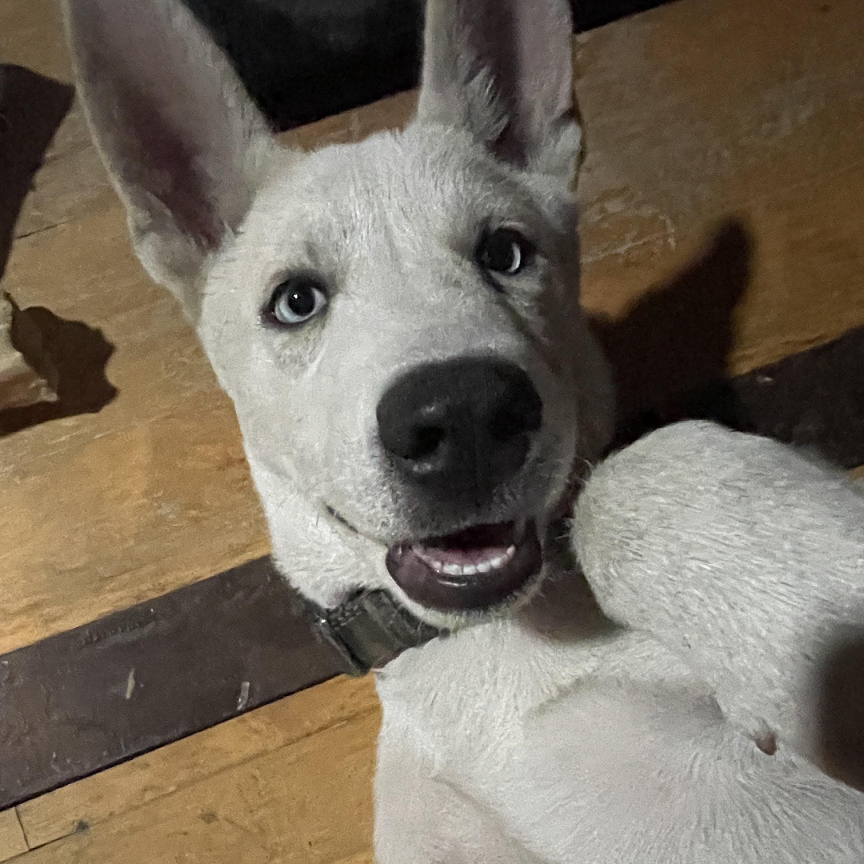 Enlarge Arrow, a Adopted mixed breed in Los Angeles, CA image 2/5