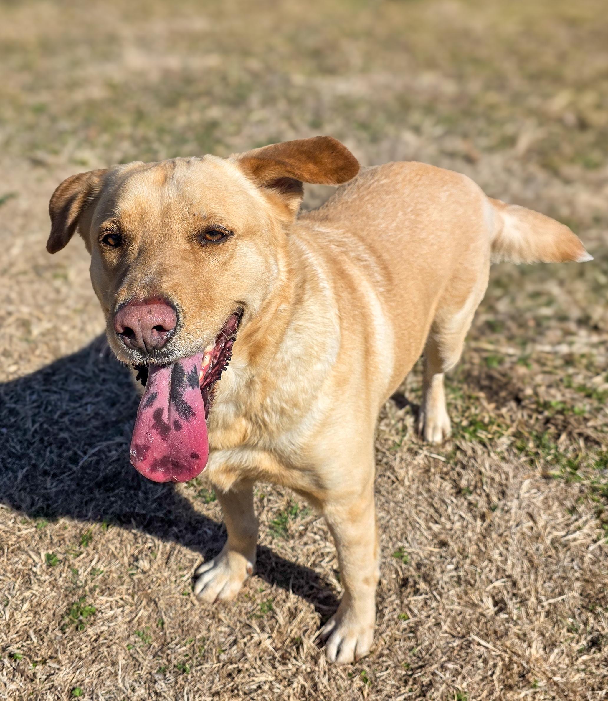 Ashton, a Adoptable Yellow Labrador Retriever in Indianapolis, IN image 4/6