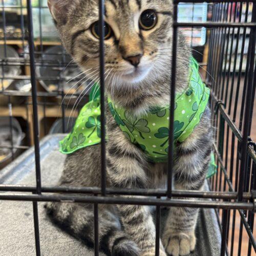 Enlarge Rosalie, a Adoptable Domestic Short Hair in Edmond, OK image 1/5