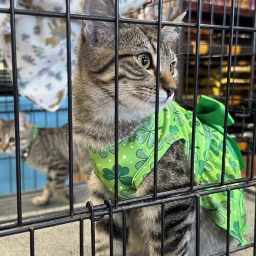 Enlarge Rosalie, a Adoptable Domestic Short Hair in Edmond, OK image 2/5