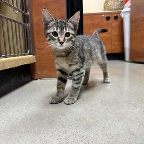 Rosalie, Adoptable, Kitten Female Domestic Short Hair.